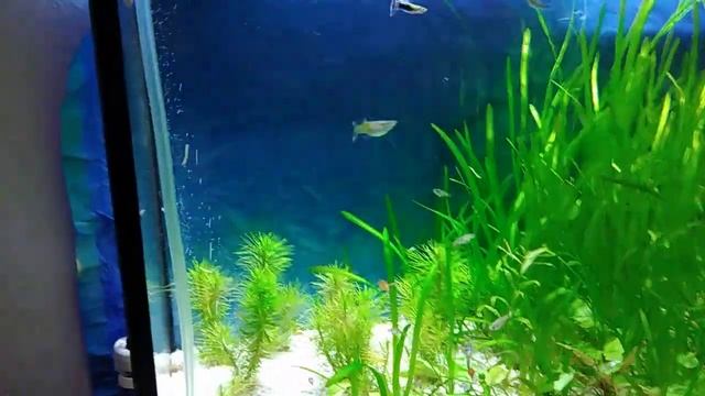 аквариум 100л (водоросли) смотреть онлайн