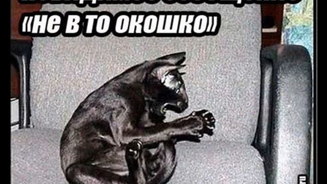 Коты и невидимые предметы смотреть онлайн