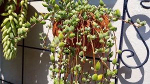 #cotyledon papilaris X #Cotyledon pendens diferenças