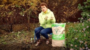 Как пересадить гортензию - не поздно даже в ноябре