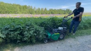 Как косить бурьян.Косилка для высокой травы Caiman Rolo#газонокосилка#триммер #greengras #gardening