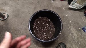 Лучшая почва для рассады гигантского лука.