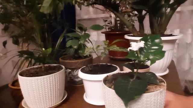 Табернемонтана-красивый и ароматный цветок. смотреть онлайн