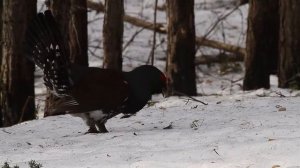 Керженский заповедник. Глухариный ток. Часть 1