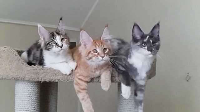 Котята мейн-кун из питомника Страна Гулливеров смотреть онлайн