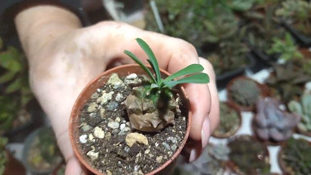 Комнатные растения .Выставка цветов.Краснодар .