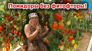 Профилактика фитофтороза томатов. Как уберечь помидоры от фитофторы