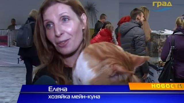 Выставка котов в Одессе смотреть онлайн