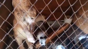 Так можно ли кроликам капусту?