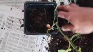 Комнатная роза. Пересаживаю в открытый грунт и в отдельный горшок. Чем подкормила.