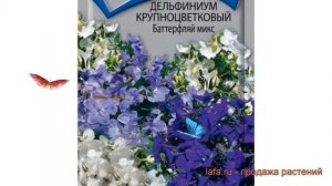 Дельфиниум крупноцветковый Баттерфляй микс ? обзор: как сажать, семена дельфиниума Баттерфляй микс