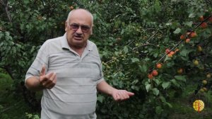 Абрикосовый Рай по методике садоводства Валерия Железова