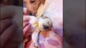 Лабрадор Ретривер ,Смешной лабрадор ,щенок очень хочет спать