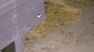 Как и чем красить дерево для защиты от солнца и влаги.