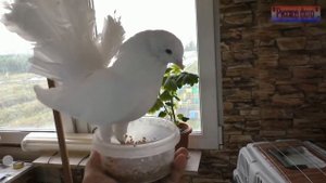 " Голуби на балконе".