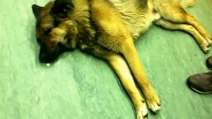 В москве уже собаки в метро на работу ездят