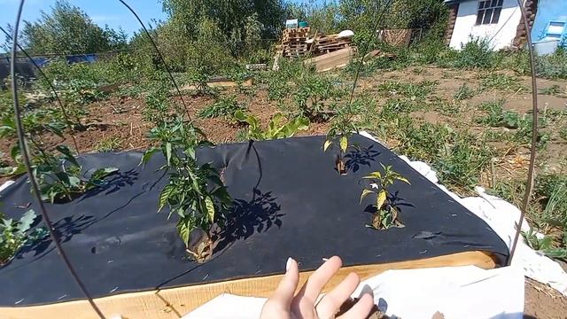 63# ПОЛУЧИЛА первый ДОХОД. Что КУПИЛА? Арбузы гниют на грядке. Сливы, яблоня замёрзла. УДачникиВезд смотреть онлайн