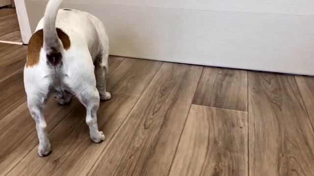 Отличная развивающая игра для собак и щенков: узелочек. Развивающие игрушки для собак своими руками смотреть онлайн