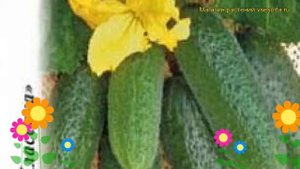 Огурец Партнер F1 (Огурец). Краткий обзор, описание характеристик, где купить семена cucumis sativu