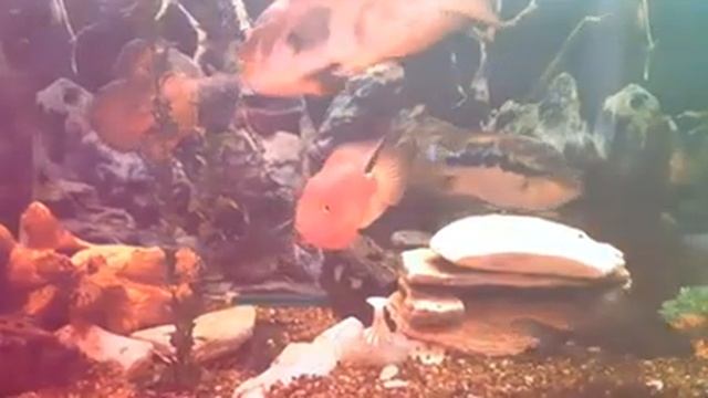 Александр Пушкин "Сказка о рыбаке и рыбке" смотреть онлайн