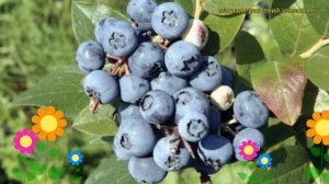 Голубика высокорослая Блюджей. Краткий обзор, описание характеристик vaccinium corymbosum Bluejay