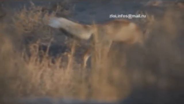 Лиса в национальном парке Алтын-Эмель смотреть онлайн