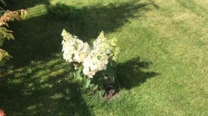 Гортензия Эрли Сенсейшен , второй год. Hydrangea paniculata Early Sensation