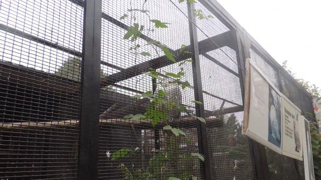 Полярная сова . смотреть онлайн