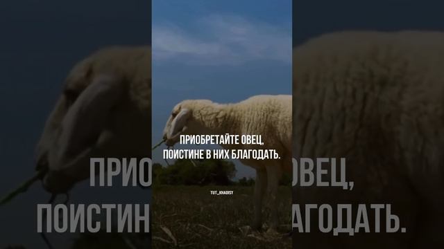 Приобретайте овец поистине в них БЛАГОДАТЬ.Баракат всем овцеводам #арашанская_порода #гиссар