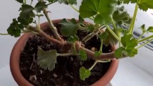 #пеларгония #королевскаягерань /Как заставить цвести королевскую пеларгонию . Уход  зимой.