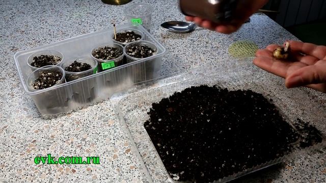 Посадка клубня глоксинии смотреть онлайн