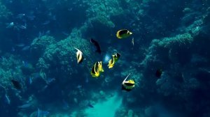 Для успокоение неверной системы