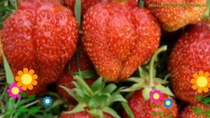 Земляника садовая Деройял. Краткий обзор, описание характеристик fragaria ananassa Деройял