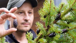 Как посадить огромный саженец ели на участке. Посадка хвойных растений.