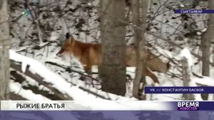 Бешеные лисы