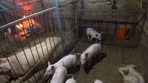 Охота у свиней, как и чем вызвать