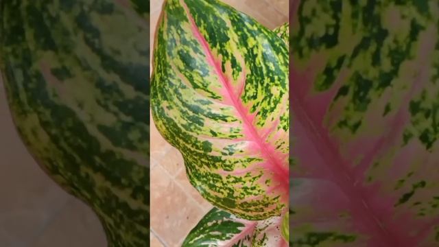 Aglaonema Rindu, Aglaonema Variety @Plant Zone