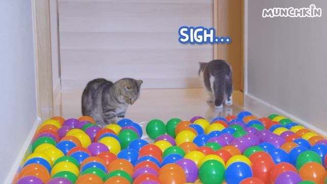 What Can't Cats Walk On? #36 смотреть онлайн