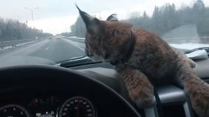 Рысь Даша домашняя. Мне 8 месяцев .На природу