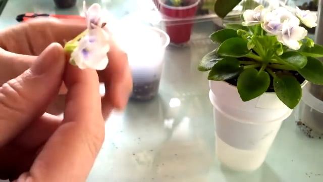 Размножение фиалок ЦВЕТОНОСОМ смотреть онлайн