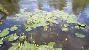 Водяная лилия. Июнь 2023