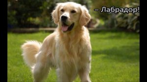 Е Михалкова Котов обижать не рекомендуется