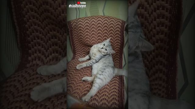 Разговор с котейкой. Кто в тапки нагадил !? ? #кошка #котейки #котыикошки #шортс #позитивно  #short