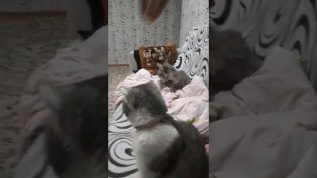 у меня 2 кота 1 кошка рыбы крыса