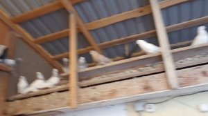 ИГРОВЫЕ БОЙНЫЕ ГОЛУБИ РОССИИ ЧЕЛЯБИНСК. В ГОСТЯХ У ВИТАЛИЯ ПОСПЕЛОВА. ОБЗОР ГОЛУБЕЙ, ГОЛУБЯТНИ!