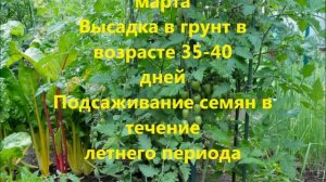 Сроки посадки овощей на рассаду.