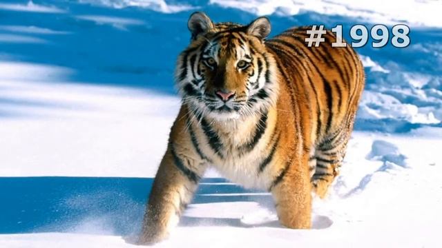 #1998. Тигры (В мире животных) смотреть онлайн
