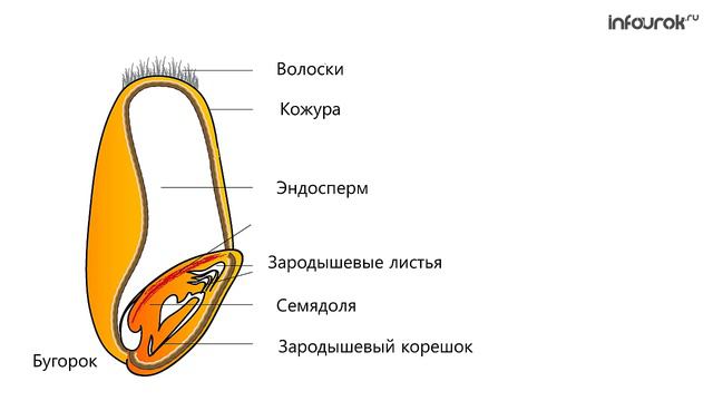 20. Строение семян. Изучение строения семян однодольных растений