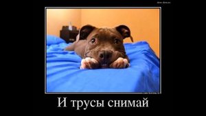 Снимай трусы знакомится будем | Как разговаривать с коллекторами по телефону