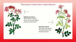 Как распускается роза ? Кора - мульча ? Уход за комнатной розой ? обрезка ? вредители и болезни роз